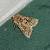 Autographa pulchrina 