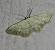 Scopula marginepunctata 