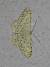 Scopula marginepunctata 