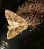 Apamea monoglypha 