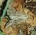 Apamea monoglypha 