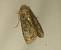 Apamea furva 