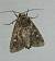 Apamea furva 