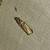 Acrobasis repandana 