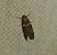 Acrobasis repandana 