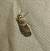 Acrobasis repandana 