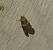 Acrobasis repandana 