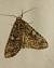 Anaplectoides prasina 