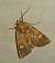 Amphipoea sp. 
