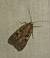 Xestia triangulum 