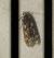 Anacampsis blattariella 