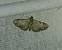 Eupithecia laquaearia 