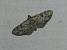 Eupithecia laquaearia 