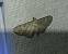 Eupithecia laquaearia 