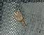 Acrobasis advenella 