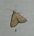 Herminia tarsicrinalis 