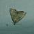 Herminia tarsicrinalis 