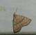 Herminia tarsicrinalis 
