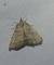 Herminia tarsicrinalis 