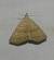 Herminia tarsicrinalis 