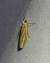 Selagia argyrella 