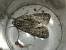 Acronicta auricoma 