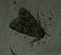 Acronicta auricoma 