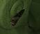 Acrobasis advenella 
