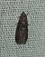 Acrobasis advenella 