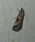 Acrobasis legatea 