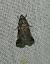 Acrobasis legatea 