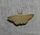 Scopula virgulata 