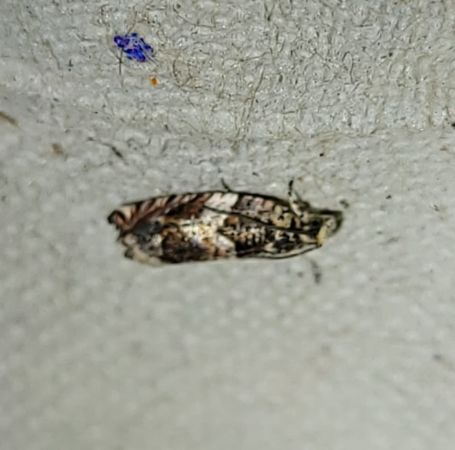Epinotia tenerana  - Thomas Lux