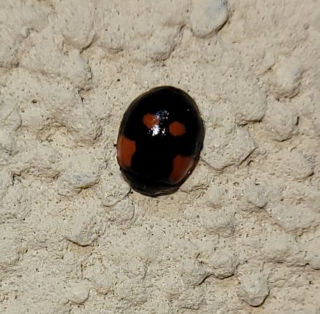 Coccinelle à deux points  - Thomas Lux