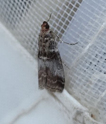 Acrobasis advenella  - Thomas Lux
