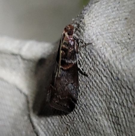 Acrobasis advenella  - Thomas Lux