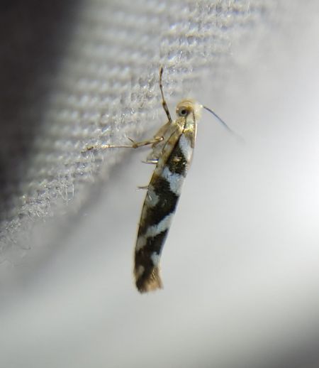 Argyresthia goedartella  - Thomas Lux