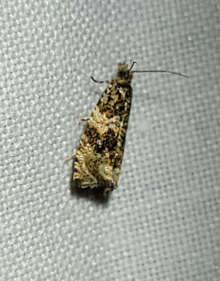 Celypha lacunana  - Thomas Lux