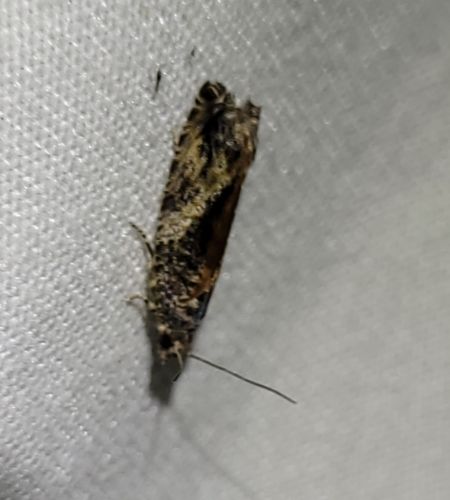 Epinotia nisella  - Thomas Lux