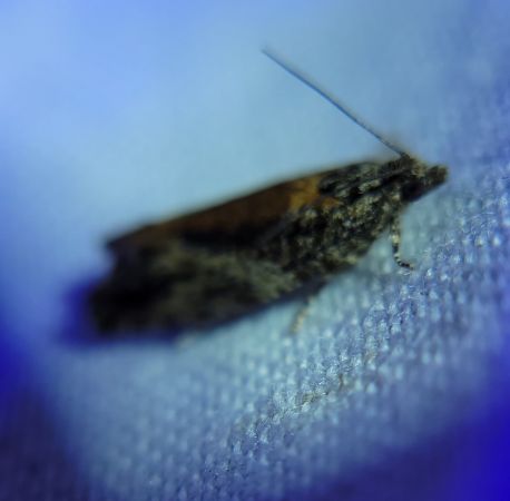 Epinotia nisella  - Thomas Lux