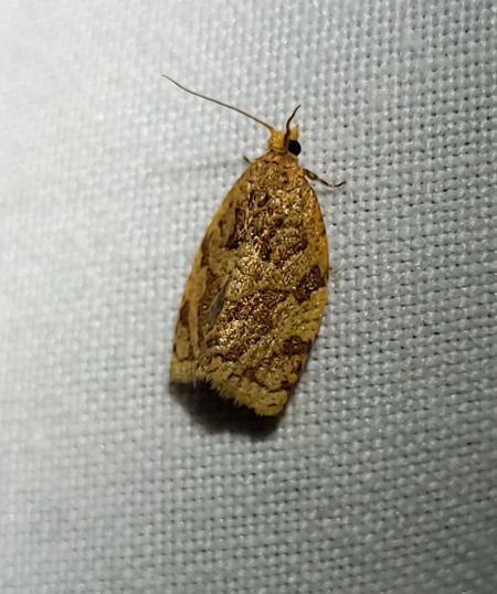 Adoxophyes orana  - Thomas Lux
