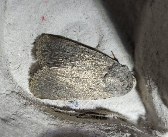 Eremodrina gilva  - Thomas Lux