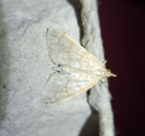 Paracorsia repandalis  - Thomas Lux