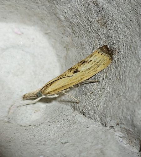 Agriphila inquinatella  - Thomas Lux