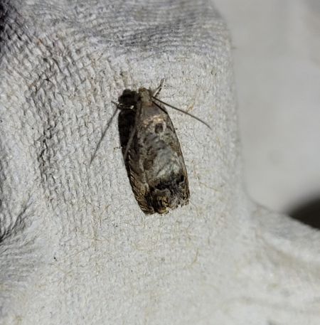 Cydia splendana  - Thomas Lux