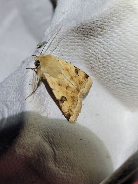 Heliothis peltigera  - Thomas Lux