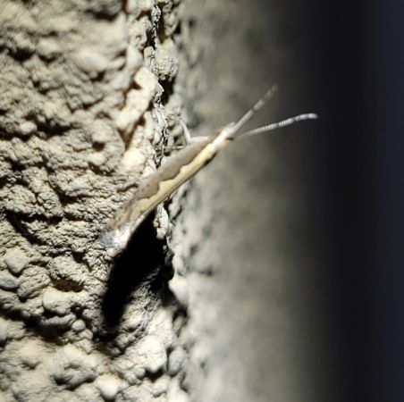 Plutella xylostella  - Thomas Lux