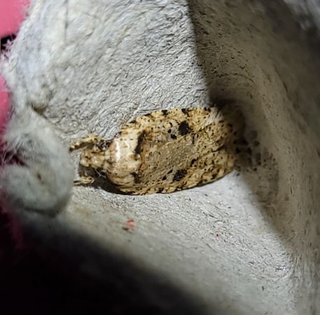 Agonopterix arenella  - Thomas Lux