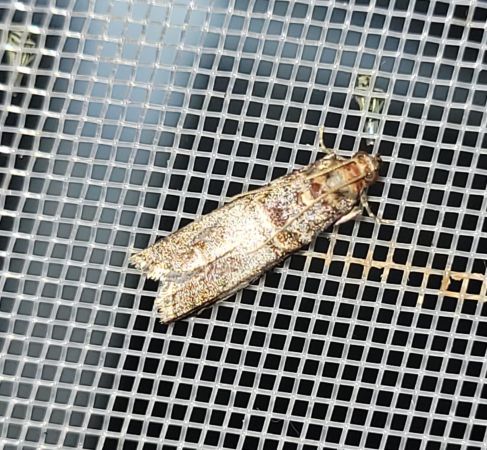Acrobasis advenella  - Thomas Lux
