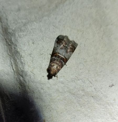 Acrobasis advenella  - Thomas Lux